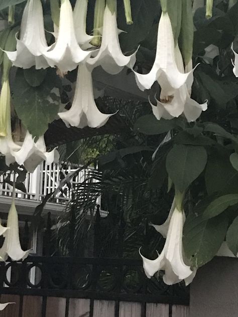 Angel trumpets... Angel Trumpet Aesthetic, Angel's Trumpet Flower Aesthetic, Moon Garden Aesthetic, Angels Trumpet Flower, Angel's Trumpet Flower, Angel Trumpet Flower, Angel Trumpets, Angel Trumpet Plant, Angels Trumpet