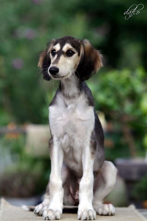 Saluki Puppy, Saluki Dogs, Afghan Hound, Hound Dog, Whippet, Dali, Beautiful Dogs, Big Dogs, Dog Pictures