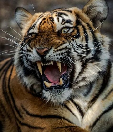 Tiger Pictures Photography, Big Cat Photography, Golden Tiger Wallpaper, Golden Tigers, Tiger Photography, Tiger Roaring, Wild Animals Photography, Tiger Artwork, Tiger Pictures