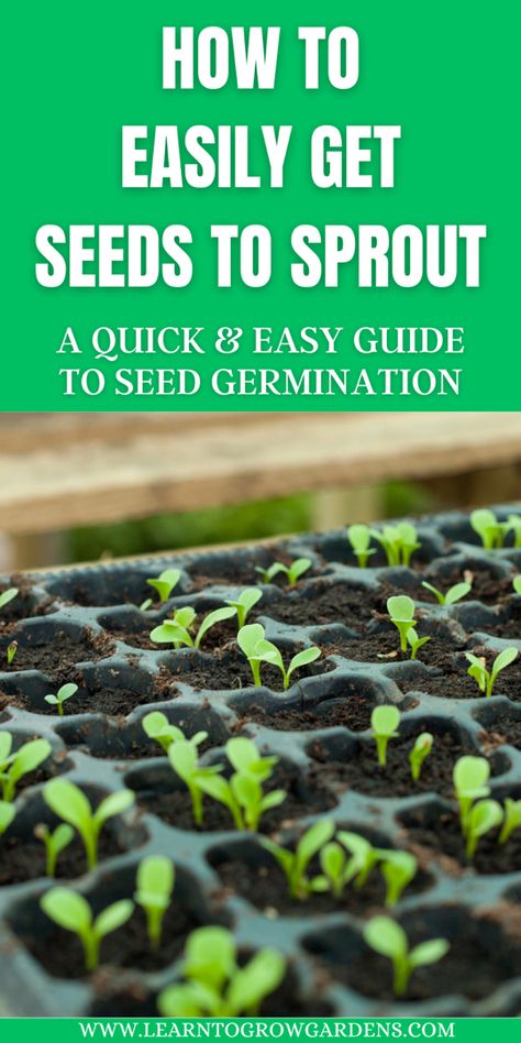 Seedlings in trays Seed Starting Indoors Diy, Seed Starting Indoors, Seed Sprouting, Garden Seeds Packets, Plant Business, Flower Garden Ideas, Gardening Tips For Beginners, Grafting Plants, Starting Seeds