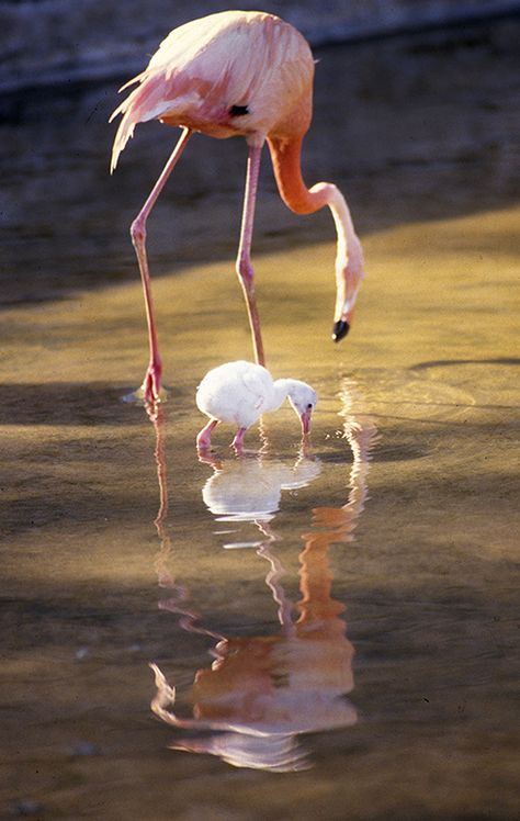 Flamingo Habitat, Flamingo Facts, Baby Flamingo, Dallas Zoo, Flamingo Pictures, Zoo Photos, Flamingo Wallpaper, Zoo Babies, Pet Tiger