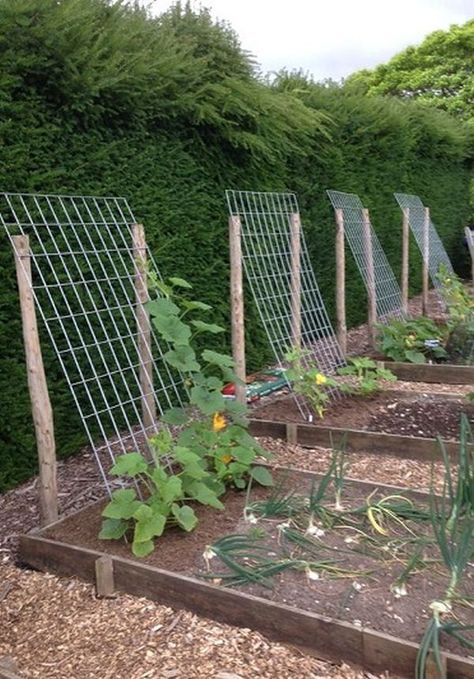 Plantarea Legumelor, Small Vegetable Gardens, نباتات منزلية, Diy Raised Garden, Backyard Vegetable Gardens, Veg Garden, Home Vegetable Garden, Vegetable Garden Design, Garden Yard Ideas