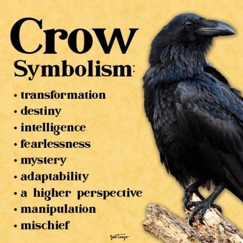 Spiritual Bird Meanings, Crows Meaning Symbols, One Crow Meaning, Spiritual Meaning Of Crows, 3 Crows Tattoo, Crow Meaning Spirit Animal, Crow Symbolism Meaning, Crow Witchcraft, Raven Spiritual Meaning