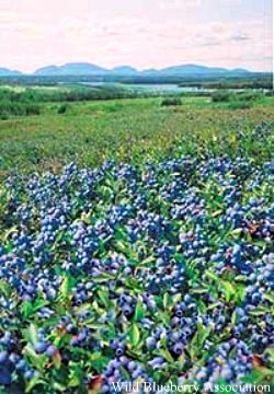 Edible Landscaping with Charlie Nardozzi :: National Gardening Association Blueberry Field, Alpine Strawberries, Blueberry Picking, Oregon Grape, Outside Plants, Ground Covers, Blueberry Bushes, Edible Landscaping, Wild Blueberries