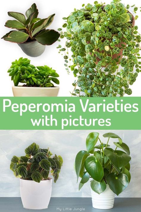 Peperomia Varieties with Photos - Types of Radiator Plants - My Little Jungle Types Of House Plants Indoor, Types Of Peperomia Plants, Peperomia Varieties, Houseplant Collection, Succulent Varieties, Peperomia Plant, Future Garden, Spider Plant, Chinese Money Plant