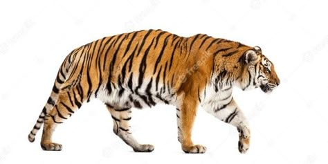 Aesthetic Tiger Wallpaper, Wallpaper Aesthetic Tiger, Tiger Wallpaper Aesthetic, Cute Tiger Wallpaper, Giant Realistic Flying Tiger, Tiger Wallpaper Hd, Tiger Reference, Tiger Aesthetic, Aesthetic Tiger