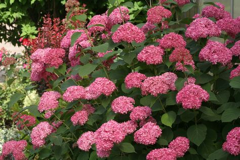 invincibelle_spirit_hydrang_arb.sp_img_2665 Hardy Hydrangea, Types Of Hydrangeas, Hydrangea Varieties, Hydrangea Shrub, Smooth Hydrangea, Hydrangea Arborescens, Panicle Hydrangea, Hydrangea Care, Growing Hydrangeas