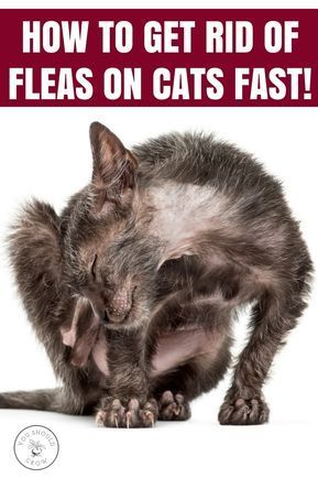 Flea Infestation Home How To Get Rid, Fleas On Kittens, Fleas On Cats, Homemade Flea Spray, Flea Spray For Cats, Kittens Care, Home Remedies For Fleas, Get Rid Of Fleas, Killing Fleas