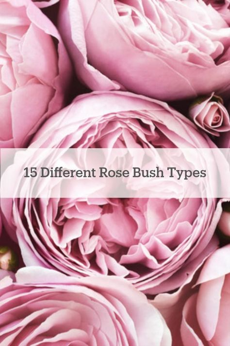 Roses make any garden look beautiful. That's why we found 15 types of #rose bushes that would look lovely in your garden! Rose Bush Types, Bush Roses Shrubs, Different Roses Types, Different Kinds Of Roses, Types Of Roses Chart, Rose Garden Backyard, Rose Bush Landscaping, Rose Bushes Landscape Front Yards, Rose Bushes Landscape