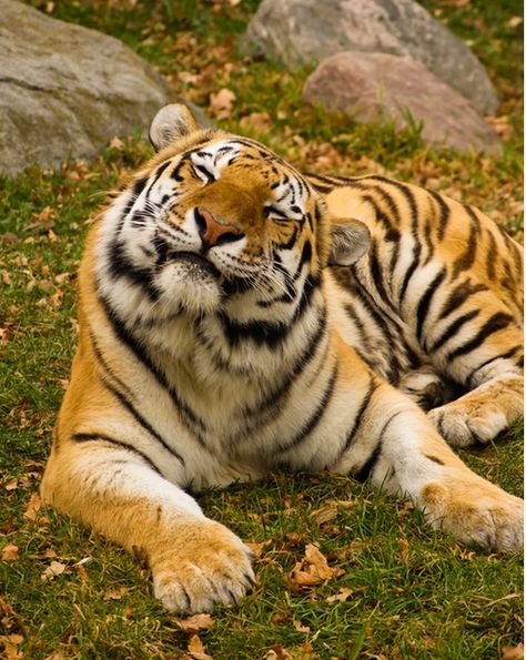 tigers! Tiger Funny Face, Wcue Tortie Morphs, Tiger Smiling, Tigre Aesthetic, Tiger Aesthetics, Tiger Smile, Tiger Aesthetic, Aesthetic Tiger, Regard Animal