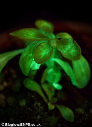 A bright idea! Genetically engineered plant glows so brightly it can be used as a LAMP. Starlight Avatar claims to be the first light-emitting plant and was made by bioengineers at Bioglow, St Louis, Missouri Plant was created by splicing genes from bioluminescent bacteria with a pot plant called Nicotiana alata. Dark Tree, Plant Lighting, Mood Light, Luz Natural, All About Plants, Cool Plants, Natural Glow, Sustainable Living, Plant Decor