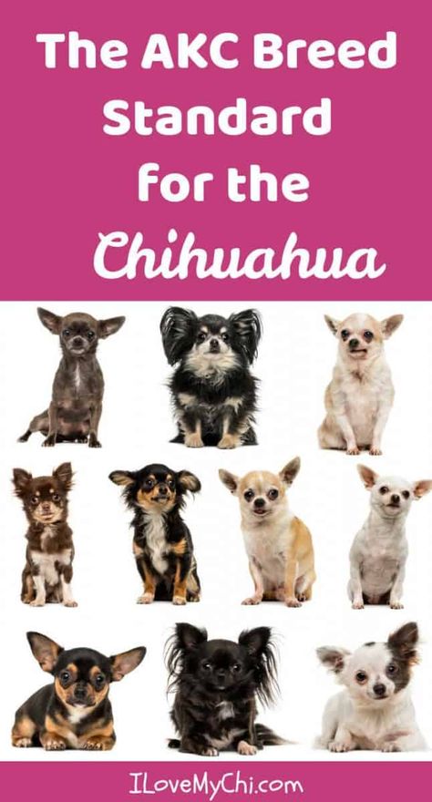 Chihuahuas are a varied breed that come in lots of colors and markings. Read all the interesting facts about this fascinating breed in this post. Chihuahua Facts, Chihuahua Breeds, Chihuahua Owner, Dog Organization, Baby Chihuahua, Chihuahua Art, Akc Breeds, Long Haired Chihuahua, Helpful Things