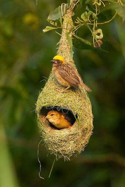 Christmas Tree Inspiration Simple, Weaver Bird Nest, Hanging Birds, Regard Animal, Forest Book, Most Beautiful Birds, Christmas Tree Inspiration, Nature Birds, Couple Images