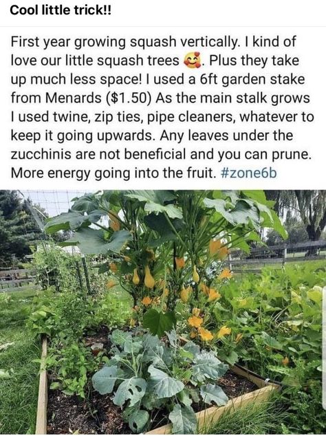 Growing Squash Vertically, Growing Squash, Victory Garden, Plants Growing, Garden Veggies, Veg Garden, Home Vegetable Garden, Garden Yard Ideas, Food Garden