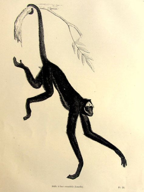 Original beautiful antique Spider monkey by LyraNebulaPrints Monkey Drawing Easy, Ape Escape, Plate Illustration, Monkey Coloring Pages, Monkey Drawing, Monkey Illustration, Monkey Tattoos, Hiking Tattoo, Spider Monkey