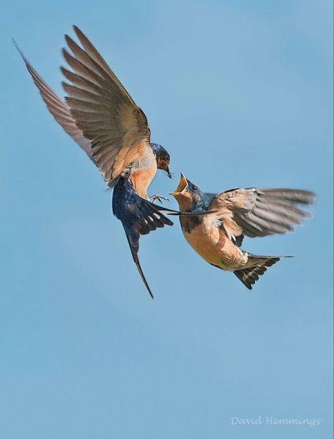 Bird Reference Photos Flying, Flying Bird Reference, Birds Taking Flight, Bird Flying Side View, Two Birds Flying Together, Bird Looking Up, Birds Reference Photos, Birds In Flight Photographs, Birds In Flight Drawing