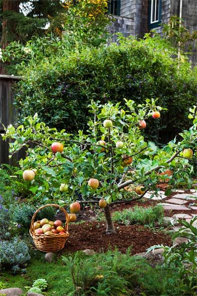 See our ingenious pruning method for growing an orchard in a small backyard. Shown: Kept small with timed pruning, this 'Fuji' apple tree stands about 4 feet high and wide and produces an ample crop of full-size fruits. Fruit Trees Backyard, Fruit Growing, Backyard Trees, Growing Fruit Trees, Potager Garden, Garden Wallpaper, Edible Landscaping, Fruit Garden, Vegetable Gardening