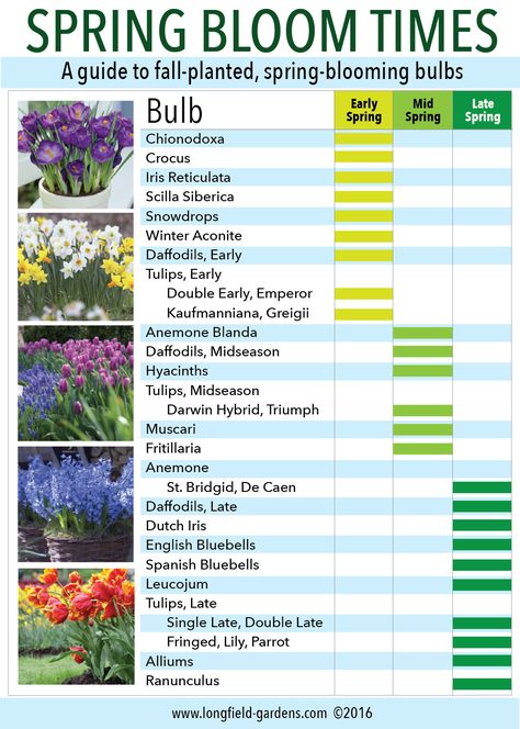 Plant Schedule, Colorado Landscaping, Summer Bulbs, Spring Garden Flowers, Backyard Garden Landscape, Planting Ideas, Small Backyard Gardens, Flower Bulbs, Garden Bulbs