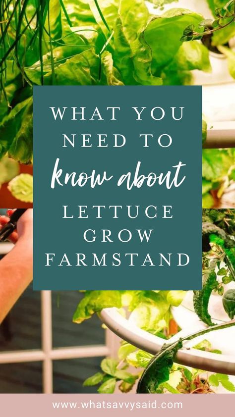 Hydroponic Lettuce, Lettuce Grow, Dry Plants, Low Maintenance Garden, Grocery Budgeting, Farm Stand, Hydroponics System, Hydroponic Gardening, Growing Indoors