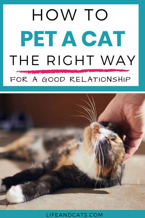 "Unlock the Secrets to Feline Affection! 🐾 Discover the purr-fect guide on how to pet a cat the right way. From chin scratches to gentle strokes, our comprehensive tips ensure you'll create a paw-sitive bonding experience with your feline friend. Whether you're a seasoned cat lover or a curious newbie, this pin will have you mastering the art of cat cuddles in no time. Click to learn more and enhance your kitty cuddling skills today! 😻🐱 Where To Pet A Cat, Too Close For Comfort, Feeling Scared, Cat Cuddle, Cat Care Tips, Curious Creatures, Paws And Claws, Cat Top, Cat Health