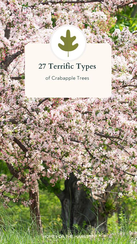 Robinson Crabapple Tree, Gladiator Crabapple Tree, Indian Magic Crabapple Tree, Crab Apple Tree Landscape, Crabapple Trees Landscaping, Spring Snow Crabapple Tree, Weeping Crabapple Tree, Lollipop Crabapple Tree, Sargent Crabapple Tree