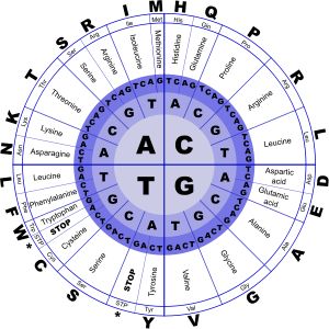 Genetic Code by @J_Alves, <p>The genetic code, in DNA letters (T instead of U), and containing amino acids in three representations: full name, 3-letter abbreviation, and 1-letter. Drawn in Inkscape.</p><p>How to read the genetic code: start from the center circle and go outwards. So, if the gene has an <b>AGC</b>, that means amino acid <b>serine</b>. A <b>CGA</b> means <b>arginine</b>. And three of the combinations are <b>stop codons</b>, which don't give any amino acid: <b>TAA, TAG, and ... Biology Textbook, Amino Acid Supplements, Nucleic Acid, Interactive Lessons, Improve Focus, Carl Sagan, Growth Hormone, Amino Acid, Dna Test