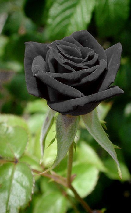 The Black Rose of Halfeti, Turkey Wallpaper Putih, Black Rose Flower, Goth Garden, Rose Belle, Rare Roses, Rose Seeds, Black Garden, Home Garden Plants, Black Roses