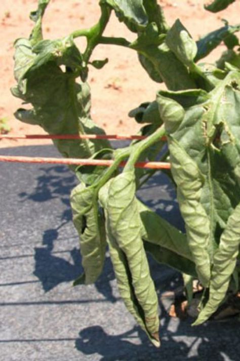 Are the leaves on your beautiful tomato plants curling? Learn what could be wrong and how to manage this summertime nightmare. Tomato Leaves Curling, Tomato Diseases, Tomato Disease, Tomato Problems, Growing Tomato, Paddle Plant, Growing Tomato Plants, Tomato Seedlings, Black Thumb