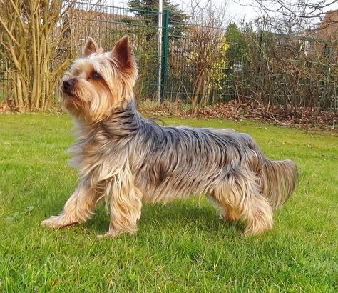 Silky Terrier vs. Yorkshire Terrier: Learn the Differences Before You Adopt Yorkshire Terrier Funny, English Terrier, Australian Silky Terrier, Yorkshire Terrier Haircut, Dandie Dinmont Terrier, Skye Terrier, Australian Terrier, Parson Russell Terrier, Yorkie Terrier