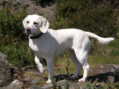 White Beagle White Beagle, Akc Breeds, Real Animals, Dog World, Dog Search, Lab Puppies, Labrador Puppy, Dog Activities, Dog Videos