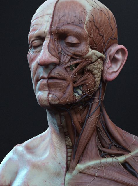 Head Anatomy, Facial Anatomy, Face Anatomy, Anatomy Sculpture, 얼굴 드로잉, Human Anatomy Drawing, 얼굴 그리기, Muscle Anatomy, Human Anatomy Art