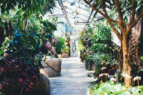 Photo by Annie Spratt | Unsplash Fruit Greenhouse, Geothermal Greenhouse, Tropical Greenhouses, Montreal Botanical Garden, Best Greenhouse, Romeo Und Julia, Expensive Art, Courtyard Design, Diy Greenhouse