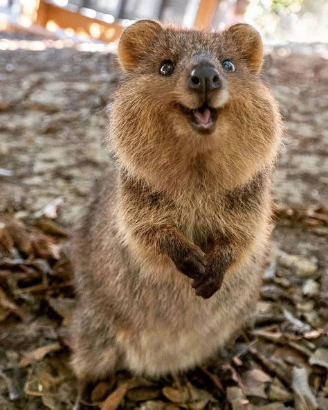 Quokka smiles!! Australia's happiest marsupial 😍❤️ This little smiling fella lives on Rottnest Island in Western Australia and there's over 10,000 of them on there! - - FOLLOW US FOR MORE VIDEOS AND PHOTOS LIKE THIS 📷🎥👆🙏��❤️🌍 #cuteanimalsofinstagram #dogsdaily #cuteanimalslifestyle #wednesdayvibes #animalloversofinstagram #dogslover #animalphotograph #animalloversunite #petsofinsta #animalphotography #dogsrule #animalphotographyofinstagram #cuteanimals #wednesdayfeels #catsoftheday #wednesda Funny Animal Pictures, Quokka Animal, Australian Animals, Cute Animal Photos, Happy Animals, Cute Animal Pictures, Cute Creatures, Sweet Animals, An Animal