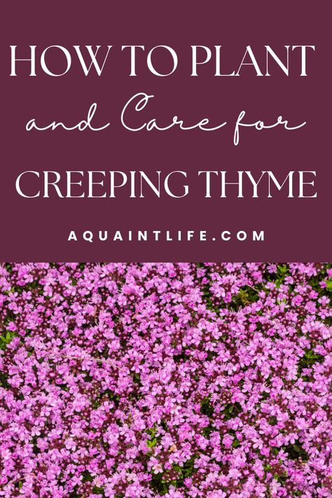 Red Creeping Thyme How To Plant, Plants For A Sloping Bank, Ground Cover You Can Walk On, Red Creeping Thyme Ground Cover, How To Plant Creeping Thyme, Florida Landscaping Ideas Low Maintenance, Wooly Thyme Ground Cover, Red Creeping Thyme Lawn, Rosemary Ground Cover