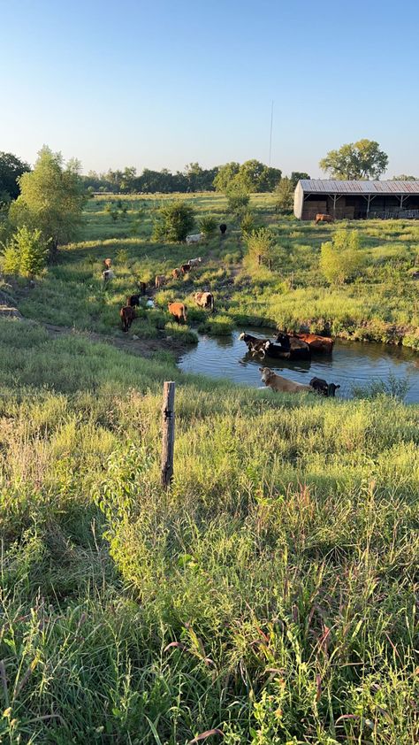 Farm | aesthetic | cows | unedited | sunset | pond | farm inspo | farm ideas | western wallpaper | wallpaper | Dream Farm Aesthetic, Fantasy Farm Aesthetic, Small Holding Farm Ideas, Small Cow Farm Design, Life On A Farm, Small Farm Life, Farm Core Aesthetic, Cow Pasture Ideas, Midwest Farm Aesthetic