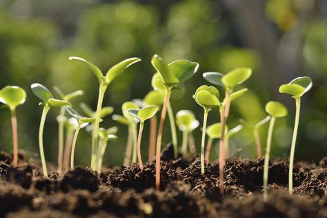 The Edyn Garden Sensor uses the Internet to monitor changes occurring in a garden, so the gardener knows precisely what is needed for her plants to flourish. Soaking Seeds Before Planting, Sunflower Seedlings, When To Plant Seeds, Fast Growing Vegetables, Growing Sunflowers, Zone 7, Grow Gorgeous, Green Initiatives, Family Garden