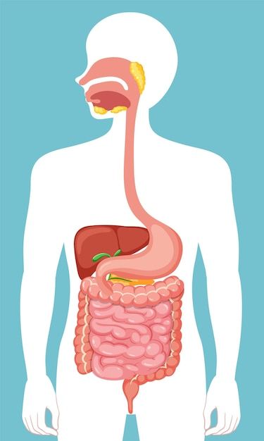 Free vector human medical digestive syst... | Free Vector #Freepik #freevector #digestive-system #gastrointestinal #physiology #intestine Importance Of Sports, Healthy Gut Diet, Chronic Bad Breath, Human Digestive System, Systems Art, Gastrointestinal System, Medical Animation, Global Population, Mind Blowing Facts