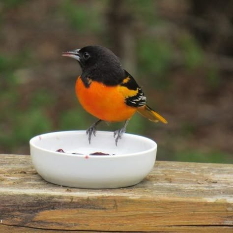 Oriole Bird Feeders Diy, Bird Feeder Baffle, Homemade Bird Feeder, Oriole Bird Feeders, Backyard Birds Watching, Butterfly Feeders, Backyard Birds Feeders, Backyard Birds Sanctuary, Bird Suet