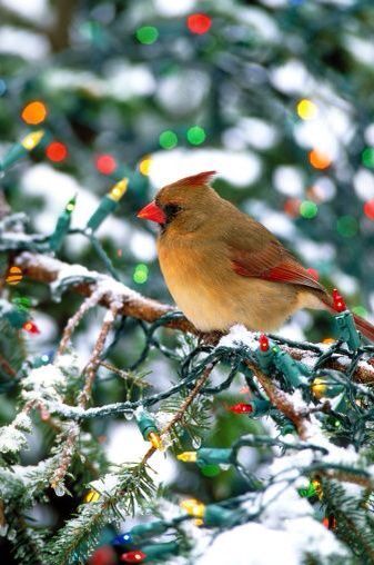 Christmas Cardinal Snow And Christmas, On The Wings Of Love, Winter Cardinal, Northern Cardinal, Christmas Cardinals, Red Birds, Pretty Birds, Back To Nature, Birdhouse