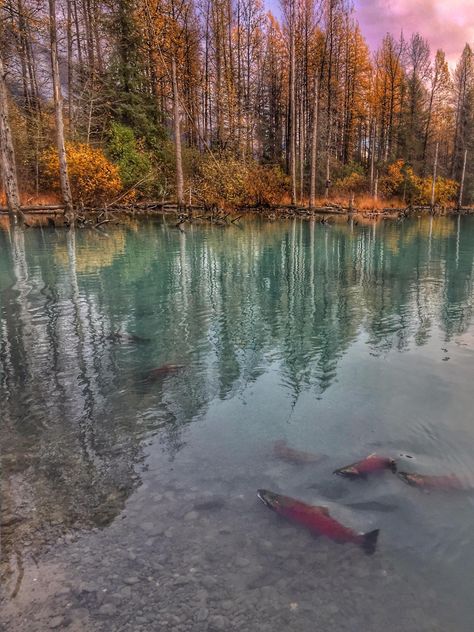 https://www.facebook.com/AlaskaShotsPhotography/photos/a.243070132524079/1130935510404199/?type=3&theater Salmon Migration, Talkeetna Alaska, Alaska Summer, Alaska Salmon, Who's The Boss, Alaska Trip, Salmon Run, Painting References, Alaska Travel