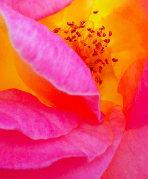 "Rosita" - Super shot of flower. Wallpapers Rosa, Vivid Flowers, Magenta And Yellow, Orange Flower, Flowers Garden, Everything Pink, Pink And Yellow, Ranunculus, Beautiful Rose