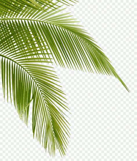 Tropical leaves pattern