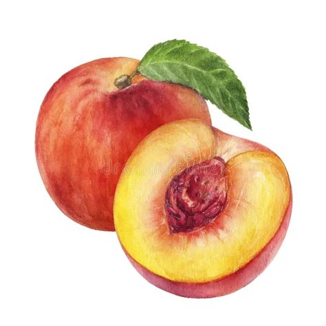 Peach Fruit Illustration, Peach Slice Drawing, Passion Fruit Drawing, Peaches Watercolor, Apricot Aesthetic, Watercolour Peach, Peach Images, Peach Artwork, Olive Illustration