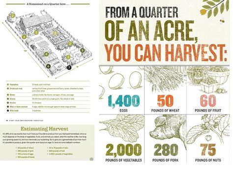 Acre Homestead Layout, Homestead Layout, Acre Homestead, Farm Plans, Homestead Farm, Farm Layout, Homestead Gardens, Victory Garden, Permaculture Gardening