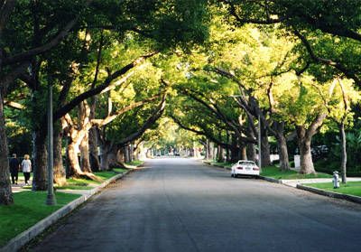 Tree lined street Tree Lined Street, City Ideas, Dream Future, Street Trees, Small Town Life, Awesome Nature, Beautiful Streets, Design Principles, Wildest Dreams