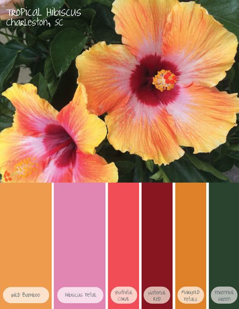 Color Cues: Tropical Hibiscus #color #palette #hibiscus #tropics #tropical #flower Tropical Glam Color Palette, Hibiscus Flower Color Palette, Tropical Pallet Colour Palettes, Tropical Wedding Colour Palette, Tropical Flower Color Palette, Tropical Flowers Color Palette, Tropical Colour Pallet, Tropical Colour Scheme, Tropical Island Color Palette