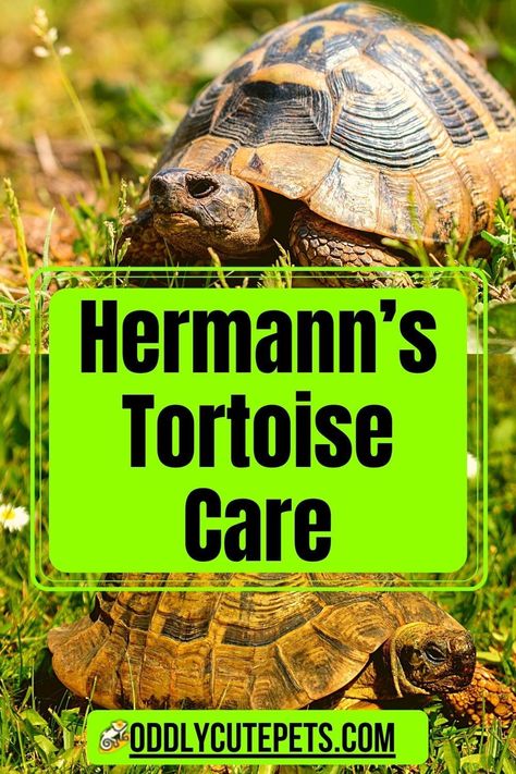 Hermann's Tortoise Care - Learn about hermann tortoise care and how to give this tortoise the requirements it needs Tortoise Enrichment Ideas, Tortoise Tank Ideas, Diy Tortoise Habitat Indoor, Hermann Tortoise Enclosure Indoor, Hermann Tortoise Food, Herman's Tortoise, Herman Tortoise, Tiny Tortoise, How To Take Care Of A Tortoise