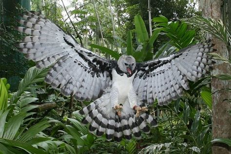 Harpy Eagle landing Harpy Eagle, Eagle Pictures, Rare Birds, National Treasure, Pretty Birds, Birds Of Prey, Wildlife Art, Bird Species, 귀여운 동물