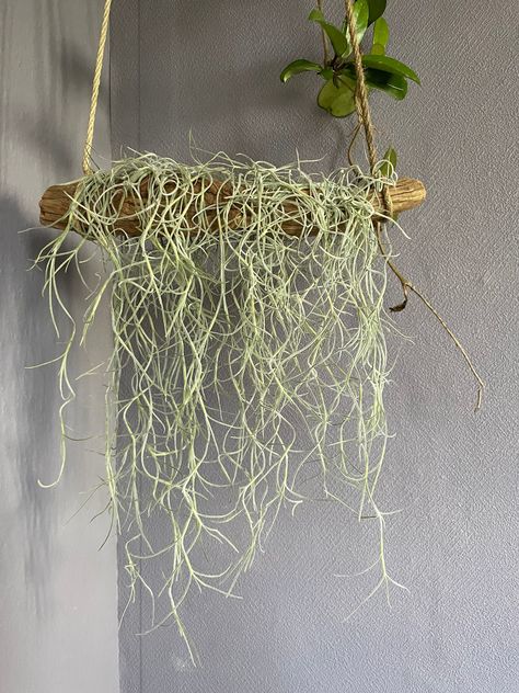 Tillandsia Usneoides, Wood Branch, Spanish Moss, Sea Urchin, Feb 13, Plant Gifts, Where The Heart Is, Cherry Wood, Air Plants