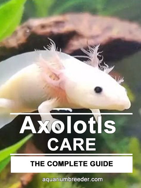 Axolotl Food List, How To Take Care Of An Axolotl, Axolotl Care Guide, Axolotl Aquarium Ideas, Axolotl Tank Ideas Aquarium, Axolotl Tank Setup, Axolotl Tank Ideas, Pet Axolotl, Axolotl Care